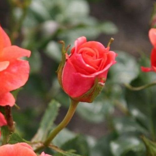 Rosa  Lambada ® - oranžová - Stromkové růže, květy kvetou ve skupinkách - stromková růže s keřovitým tvarem koruny